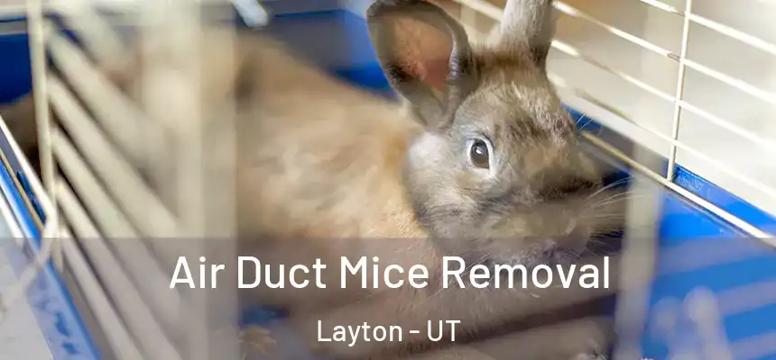 Air Duct Mice Removal Layton - UT